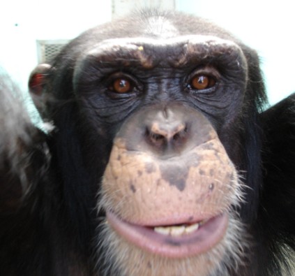 This is Roady- he's waiting to migrate to Florida (photo by Save The Chimps, Inc.)